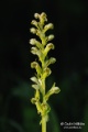 Dactylorhiza_viridis_02